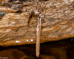 Chlorolestes conspicuus