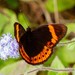 Eight-Spot Butterfly - Photo (c) juju98, some rights reserved (CC BY-NC), uploaded by juju98