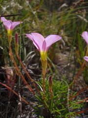 Oxalis polyphylla pentaphylla