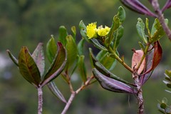 Xanthostemon multiflorus