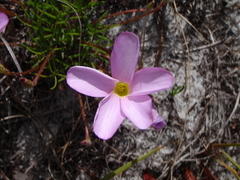 Oxalis polyphylla pentaphylla