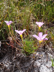 Oxalis polyphylla pentaphylla