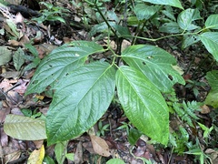 Piper glabrescens