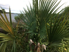 Sabal palmetto