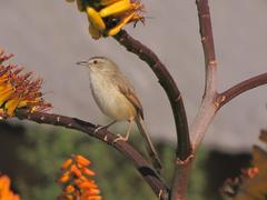 Prinia subflava affinis