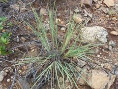 Machaerina deplanchei
