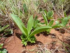 Vangueria pygmaea