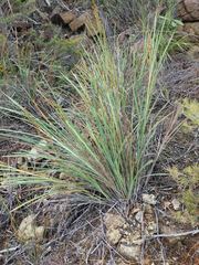 Machaerina deplanchei
