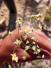 Eriogonum havardii