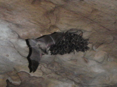 Miniopterus natalensis