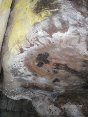 Miniopterus natalensis