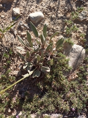 Eriogonum havardii