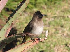 Pycnonotus barbatus layardi