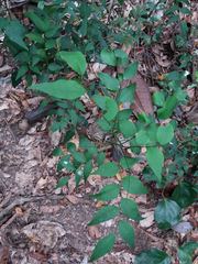 Phyllanthus dorotheae