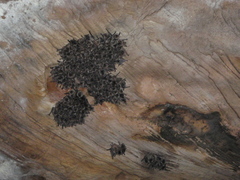 Miniopterus natalensis