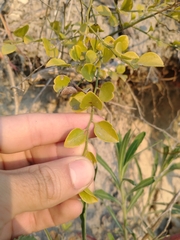 Schaefferia argentinensis