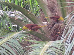 Psarocolius bifasciatus