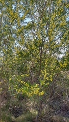 Acacia verniciflua