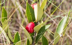 Eugenia involucrata
