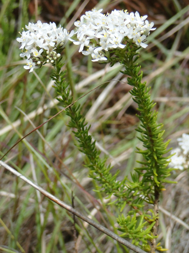 Selago fruticulosa