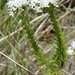 Selago fruticosa - Photo (c) Corinne Merry, algunos derechos reservados (CC BY-NC-ND), subido por Corinne Merry