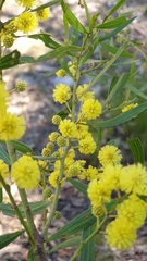 Acacia verniciflua
