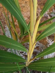 Joinvillea ascendens