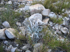 Berkheya francisci