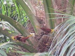 Psarocolius bifasciatus