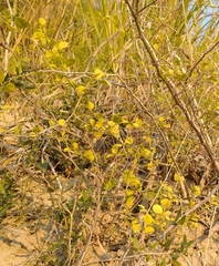 Schaefferia argentinensis