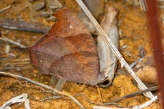 Melanitis leda solandra