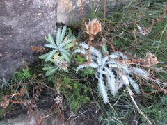 Berkheya francisci