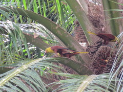 Psarocolius bifasciatus