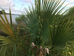 Sabal palmetto