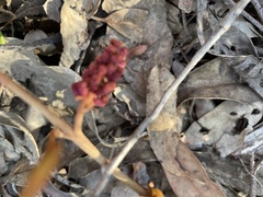 Grevillea laurifolia