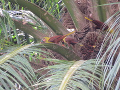 Psarocolius bifasciatus