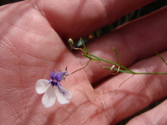 Lobelia setacea