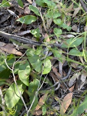 Grevillea laurifolia