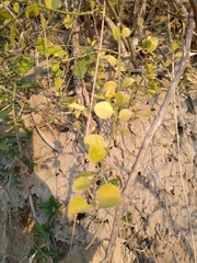 Schaefferia argentinensis