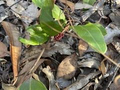 Grevillea laurifolia