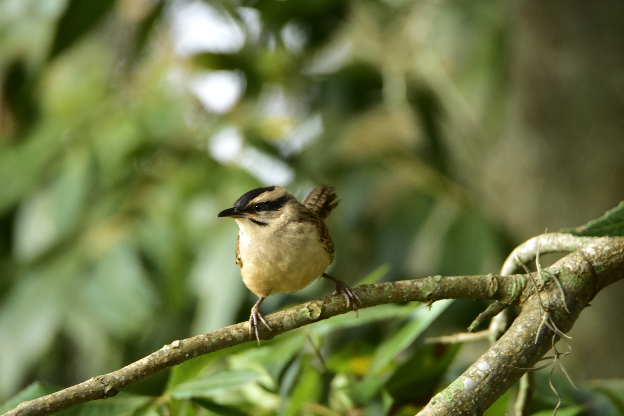Spotted Wren illustration