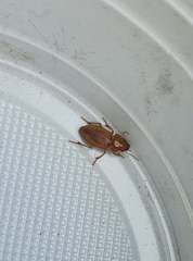 Harpalus flavescens