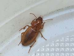 Harpalus flavescens