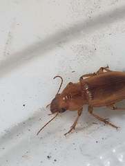 Harpalus flavescens