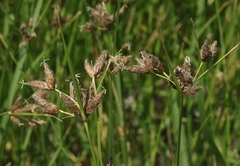 Bolboschoenus glaucus