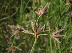 Bolboschoenus glaucus