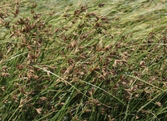 Bolboschoenus glaucus