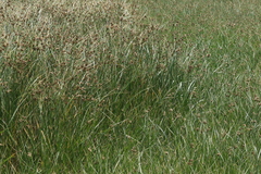 Bolboschoenus glaucus