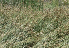 Bolboschoenus glaucus