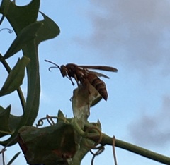 Polistes dorsalis